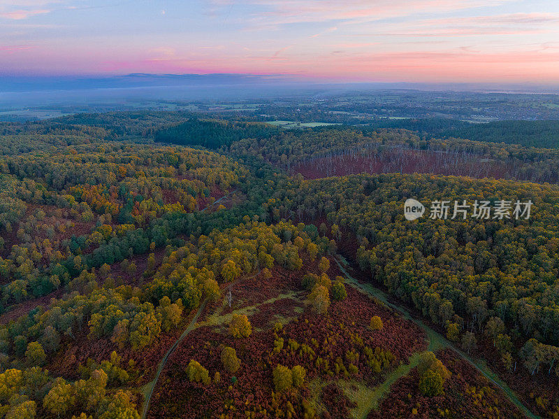 日出时Cannock Chase上秋天的树木和石南地的鸟瞰图。